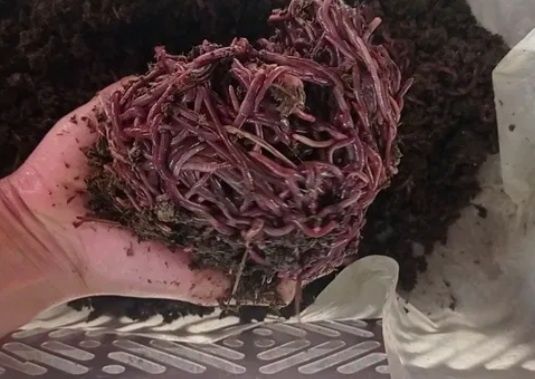 Калифорня кызыл шербй