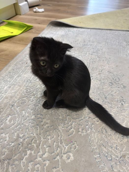 Котенок беспоатно