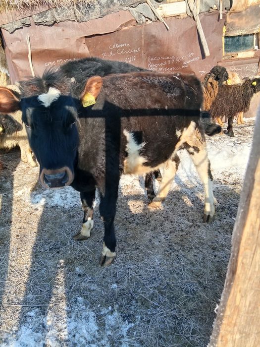 Продам тёлочку год и два месяца