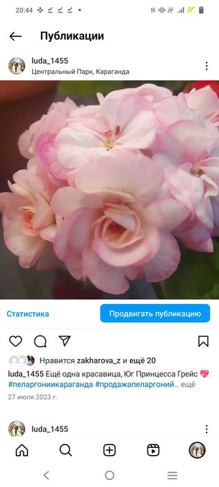 Пеларгония сорта Юг принцесса грейс