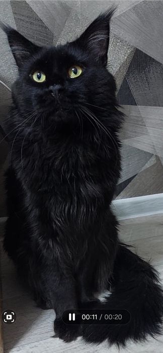 Девочка Мейн-кун  15 дней резерв