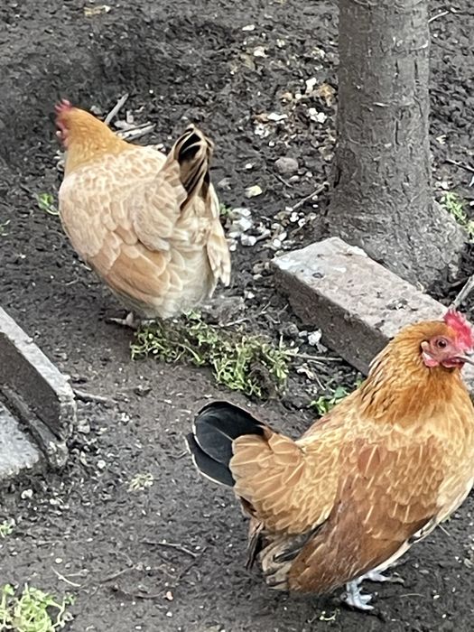 Gainuse pitice  tantose