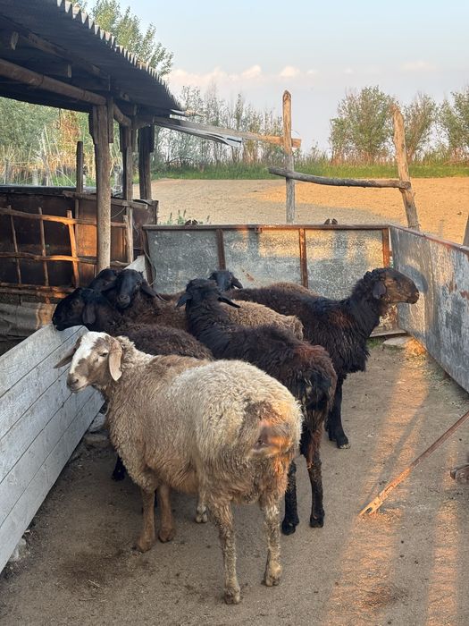 Продаеться бараны