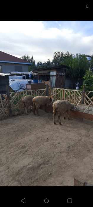 Продам барашек не дорого