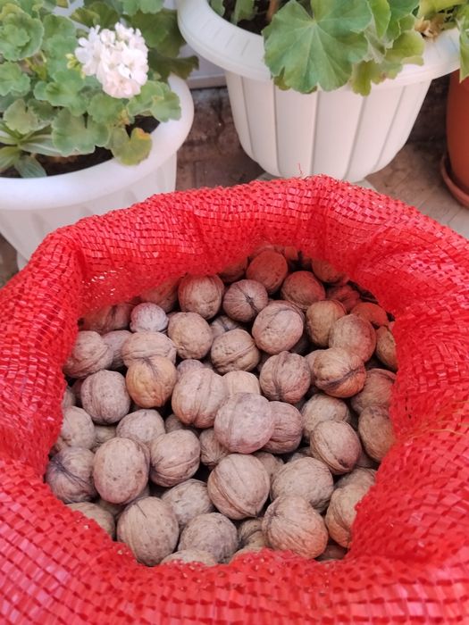 Продам грецкий орех недорого