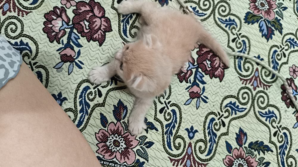 Отдам красивых котят
