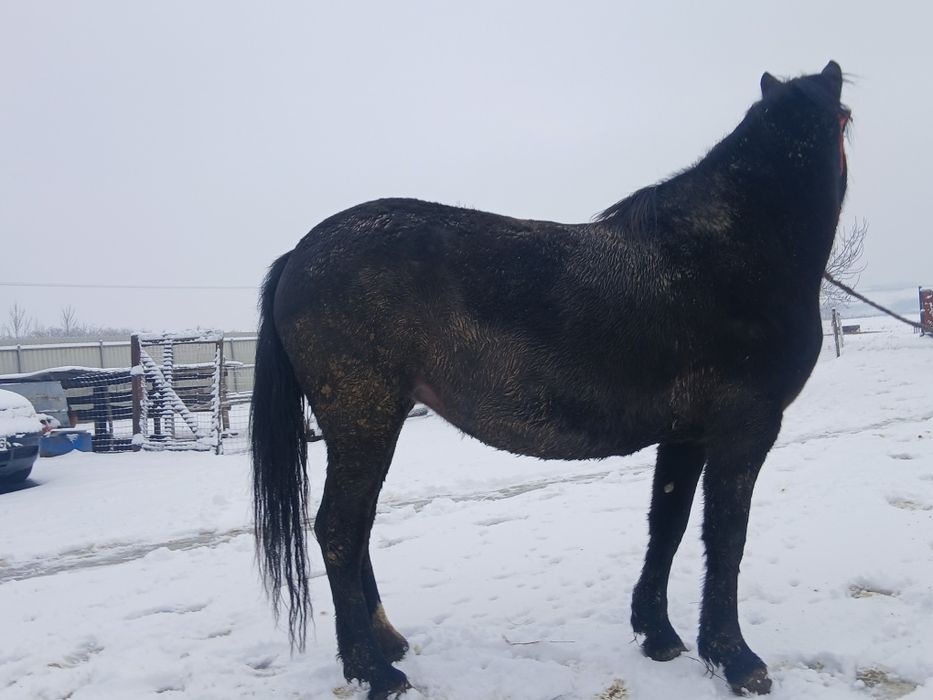 Vând manză de 3 ani,culoare neagră, gestantă