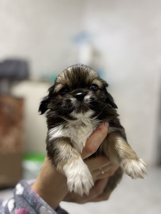 Продаются щенки пикинеса