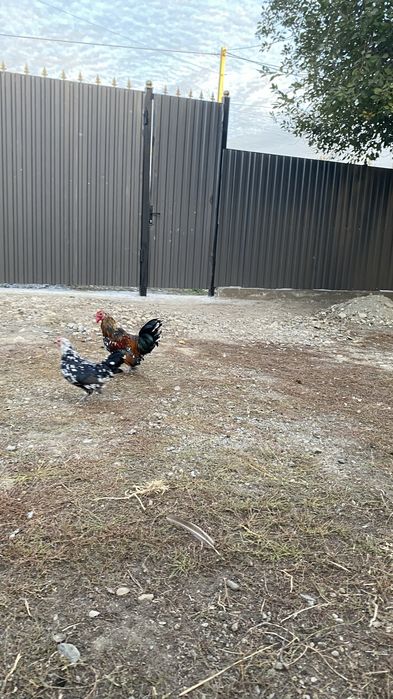 Продам  парочек карликовый кур