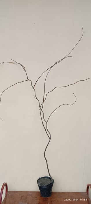 koʻchatlar dehqonchilik