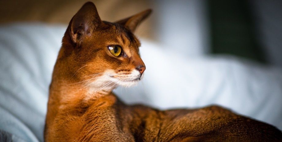 "Мини Пумы"- аби киски.. Бронь и Готовые !