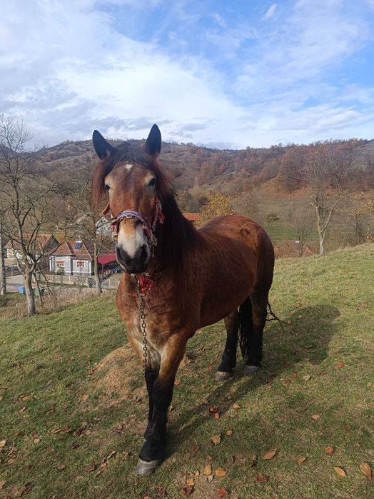 Vând iapa de 5 ani.