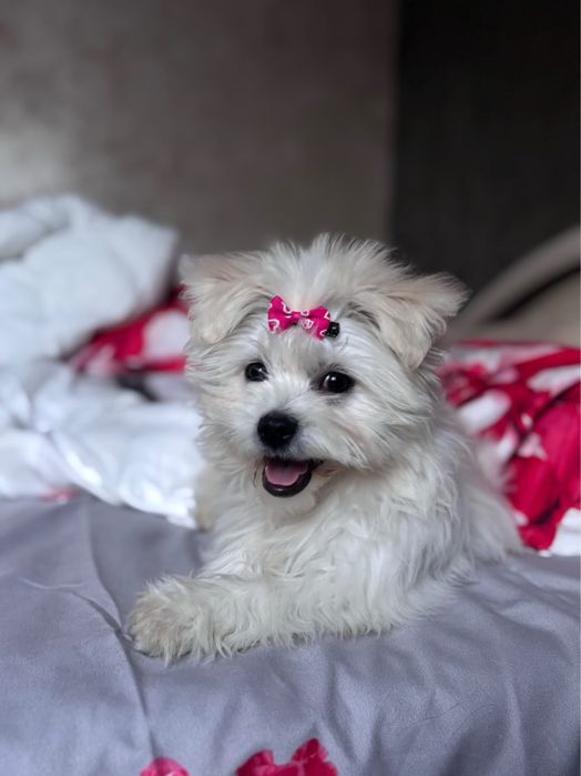 Vând  câine bichon