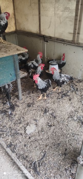 Cocos de rasa argintiu italian rasa ouatoare