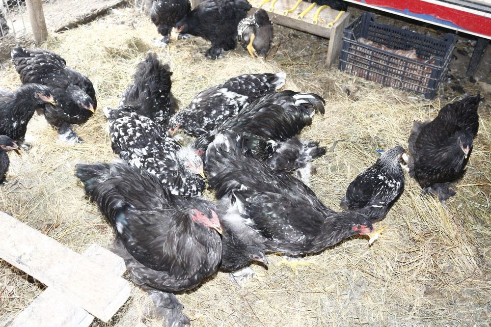 Vând păsări rasă pură Brahma Bobat