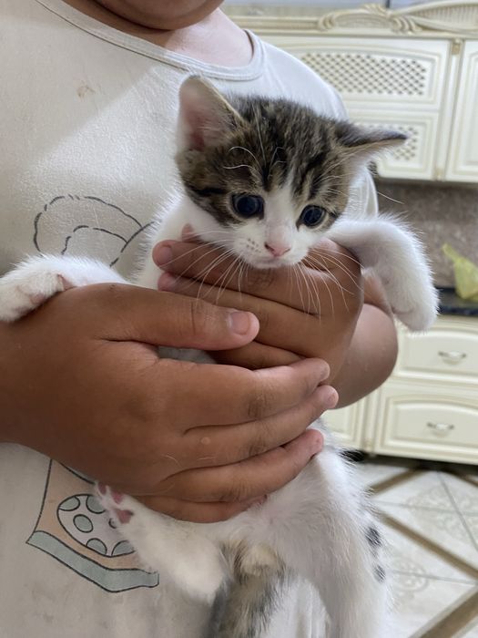 Отдам в добрые руки котят