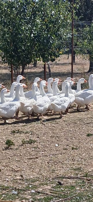 Vând gâște de țară