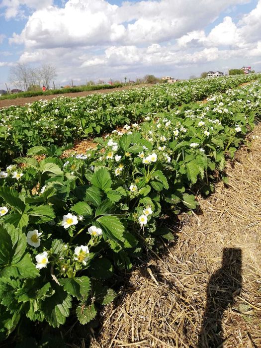 stoloni capsuni Albion remontant si soiuri anuale Asia,Alba