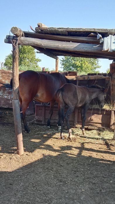 Продам кобылку с жеребчиком апрельским,