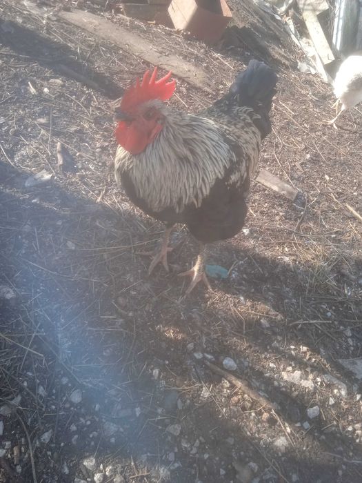 Петлета домашни на 8 месеца