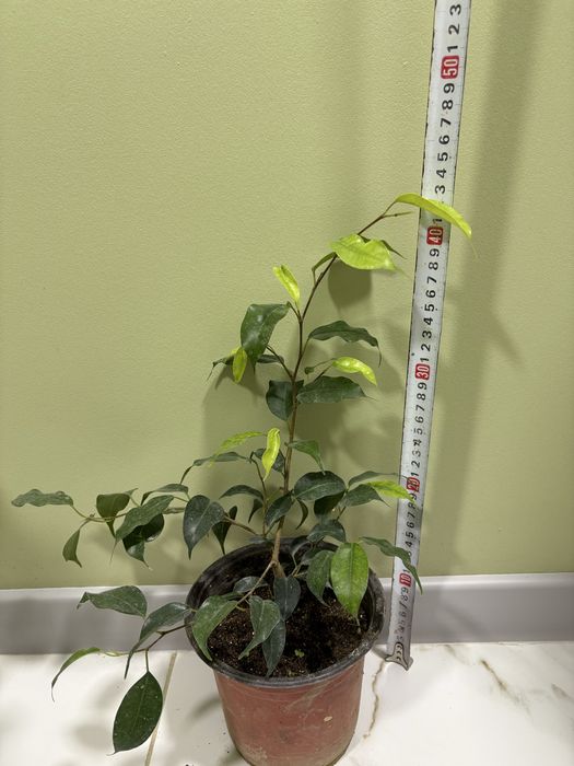 Фикусы 2 сортов красивое эфетное комнотное растение