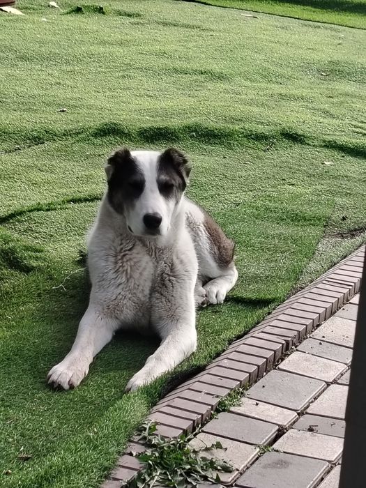 Щенок алабая сука