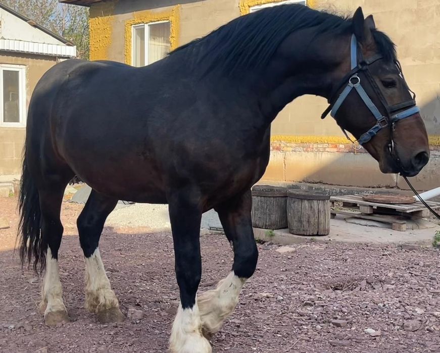 Продам жеребца  Першерон