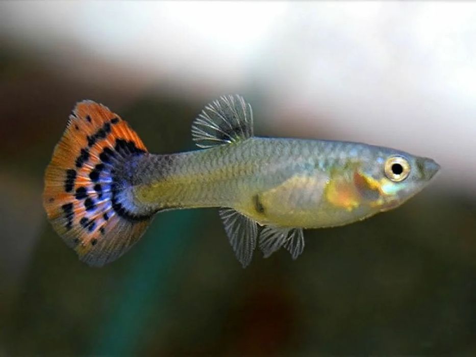 гуппи , аквариумные рыбки