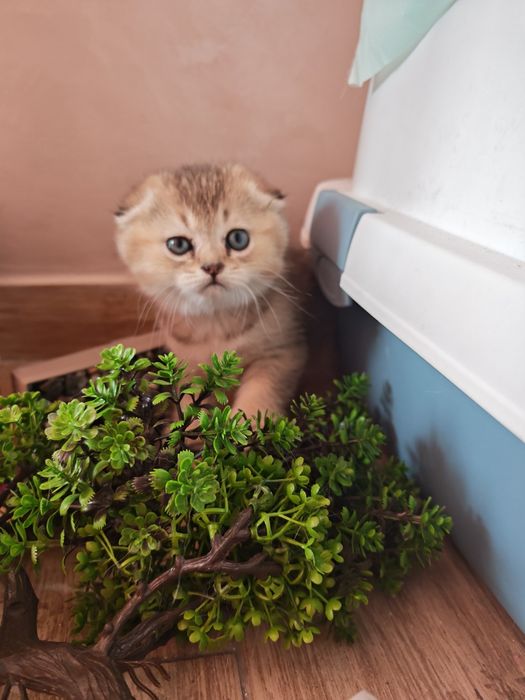 Клепоуха и правоуха чинчила