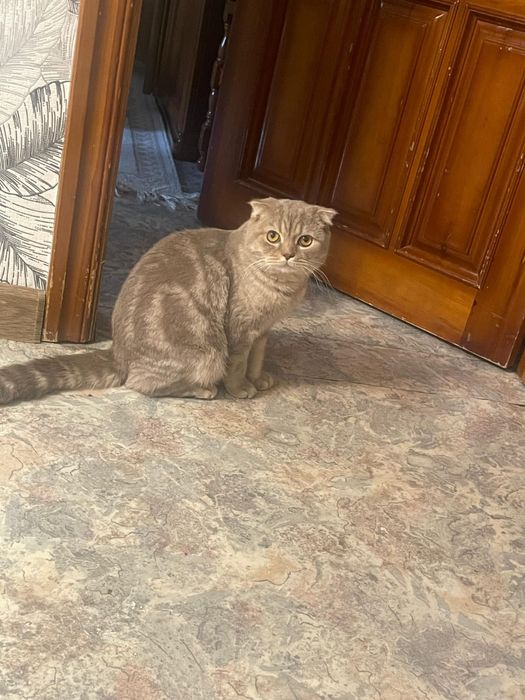 Домашние животные