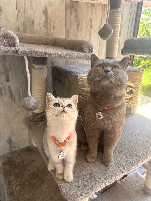 Вязка Скотиш Страйт