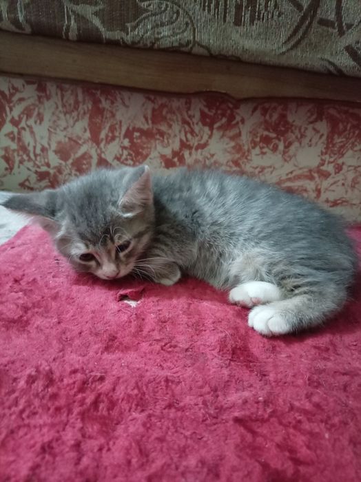 Отдам котят в хорошие руки. Mushukchalar yaxshi qolga beraman