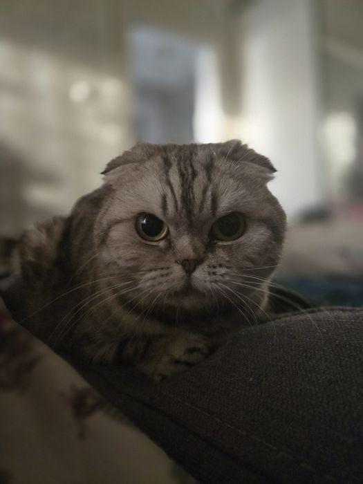 Кошка шотландская вислоухая