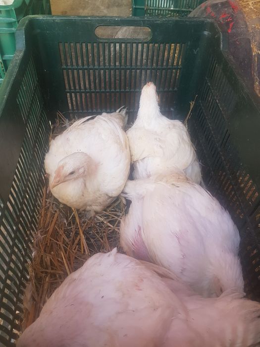 Pui albi și rasă mixta /găini