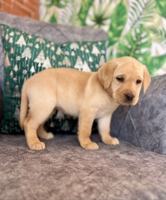 Лабрадор Ретривър