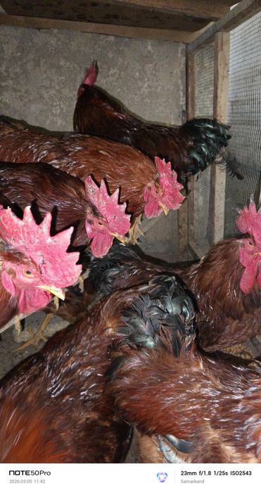 Xoroz петух xoroz