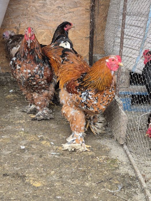 Cocos brahma portelan