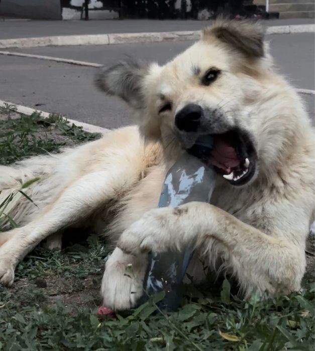 ИЩУ ДОМ для прекрасной собаки