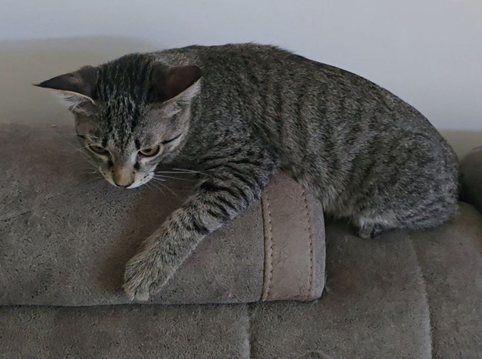 Кот, 7 месяцев, кастрированный