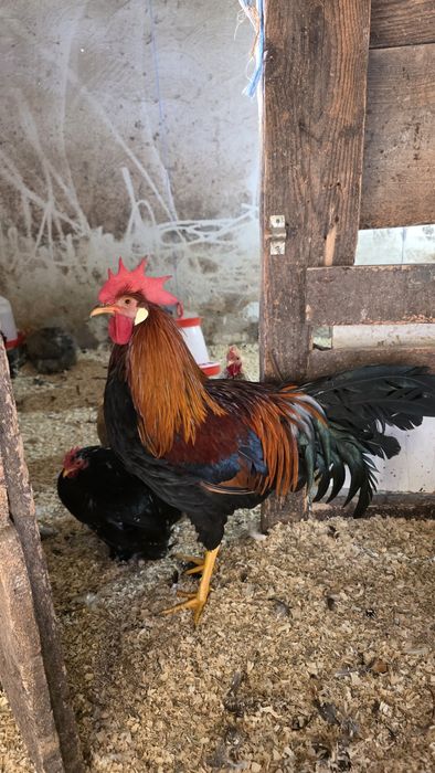 Cocoși si Gaini Italiană Potârnichie tineret