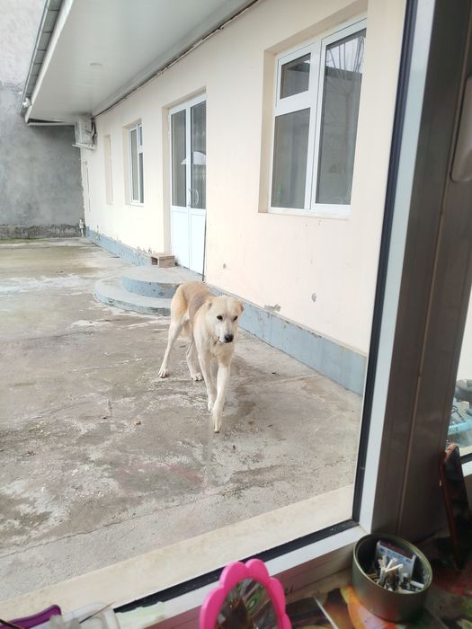 Alabay sotiladi srochno