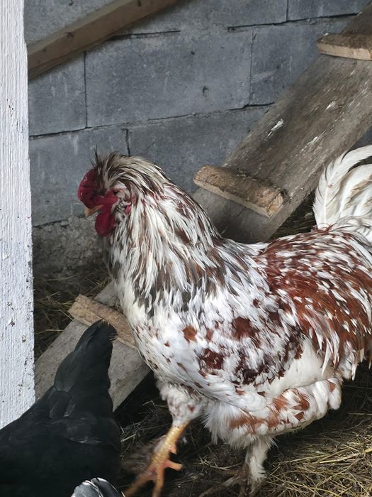 Vand cocos foarte frumos