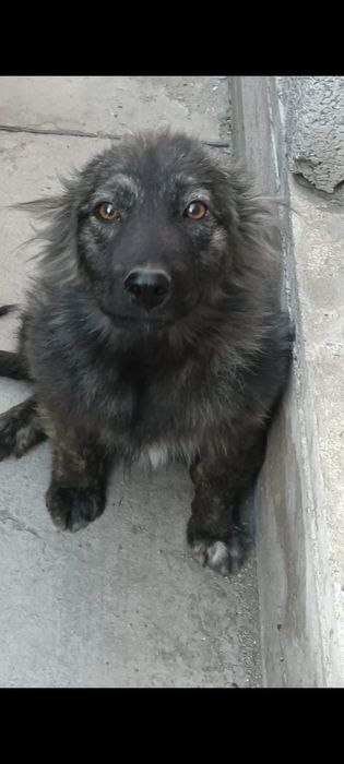 Щенок мальчик в добрые руки