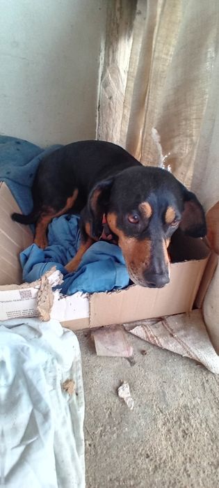 Câine gratis rasă de șobolan