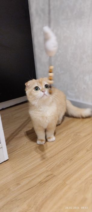 Золотая шиншилла фолд. .