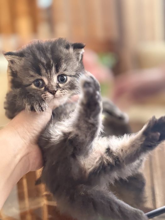 Срочно продам котят с породой