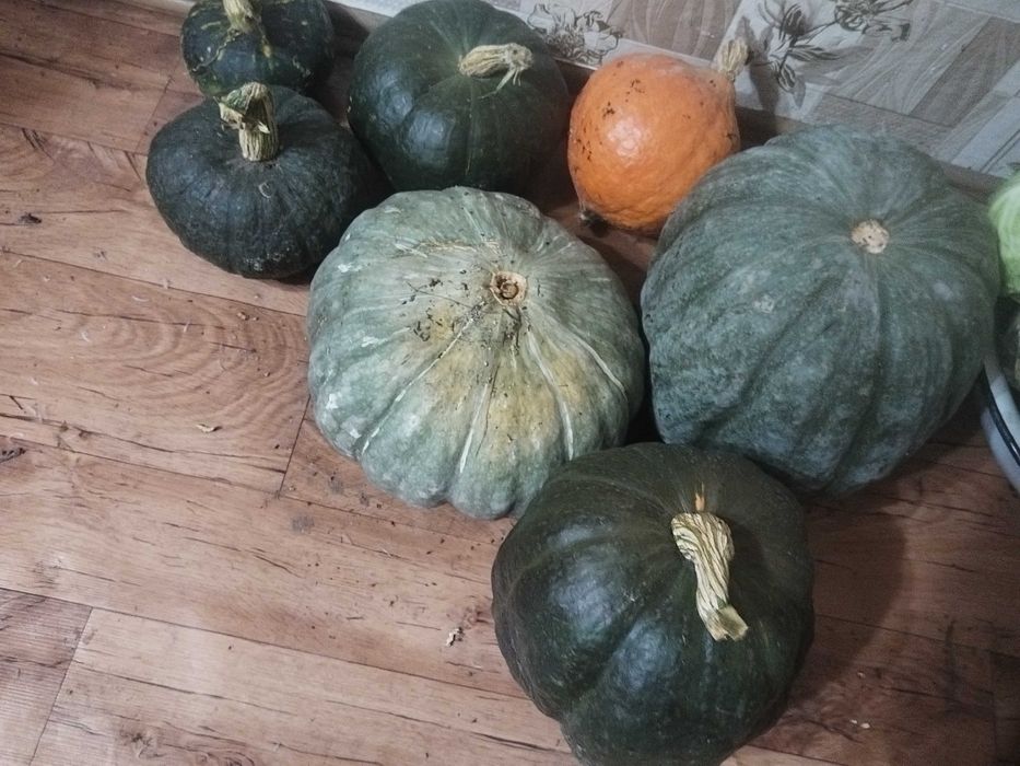 Продам тыкву на манты