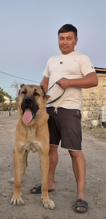 Продам супер тяжа огромный кобель