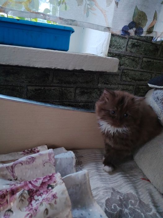 Отдадим котёнка бесплатно