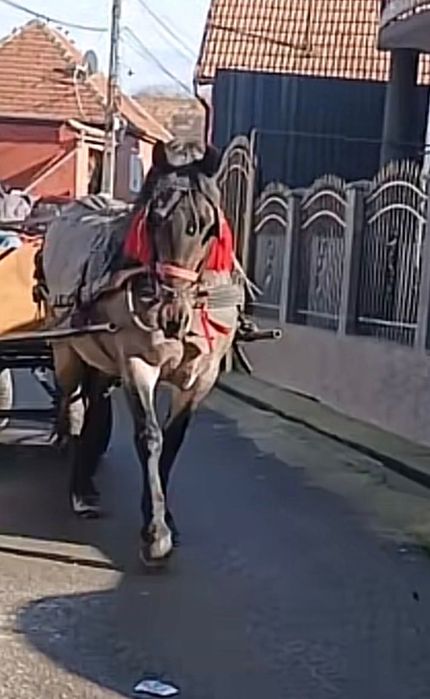 Vând iapă foarte cuminte fără defect!